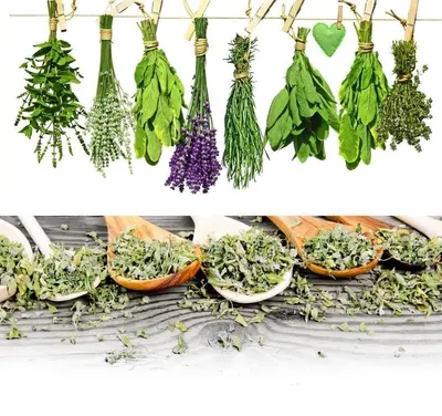 Herb