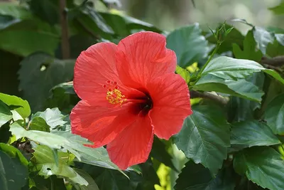 Hibiscus flower