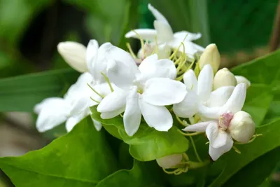 Hydrangea Premium White