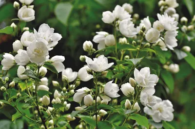 Calcutta White