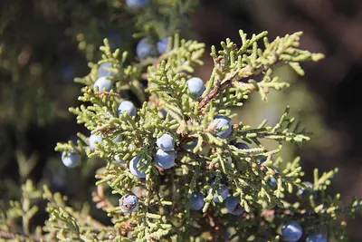 Cedrus deodara seed, salajeet, juniper seed