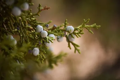 Juniper Extract by Chemco Technology Limited