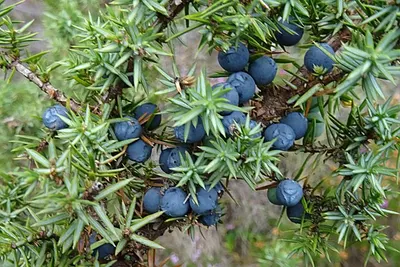 BLACK OLIVES by ZE IMPORT EXPORT Company