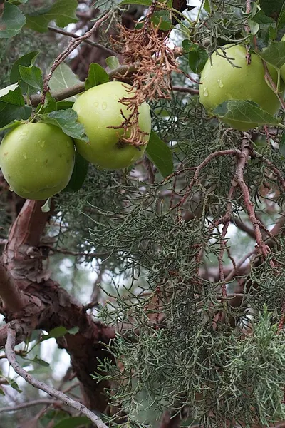 Amla Extract