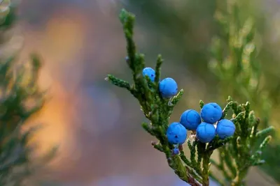 Phycocyanin by Chemco Technology Limited