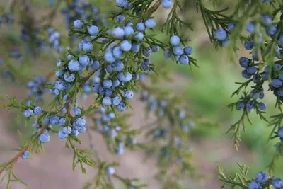 Cedrus deodara seed