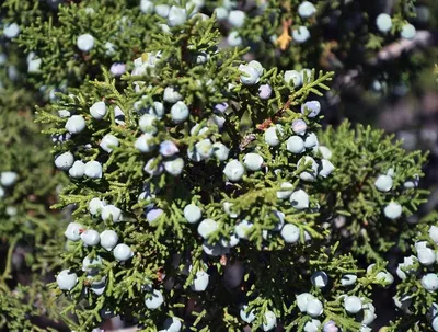 Manuka UMF 15+