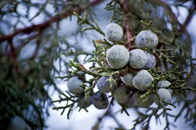 Cedarwood ( Cedrus Atlantica)