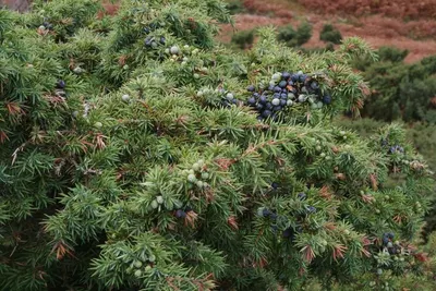 Spruce (Picea Abies)