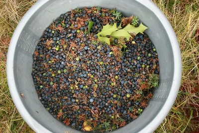 SeaBat Fusion Guano Fertilizer