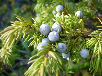 Cedrus deodara seed by Reddis N.P. International