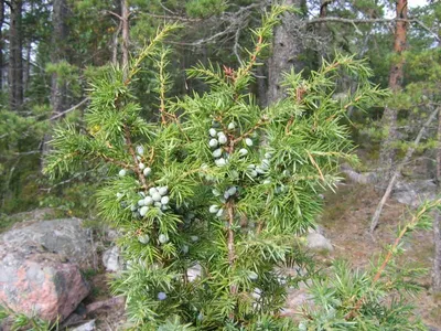 China Fir