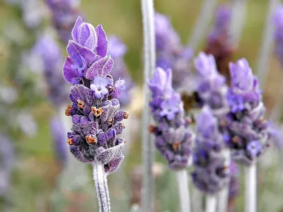 Lavender Blue