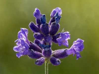 Self-heal (prunella vulgaris)
