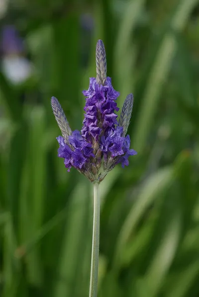 Bluebell by Rida International