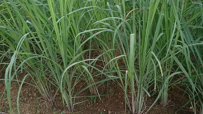 Citronella