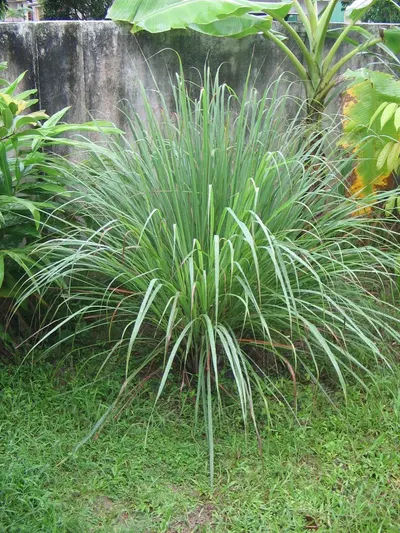 Citronella by M.d.s Spices And Leaf Export Private Limited