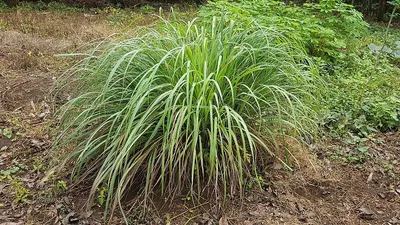 Gigantochloa Scortechinii Bamboo