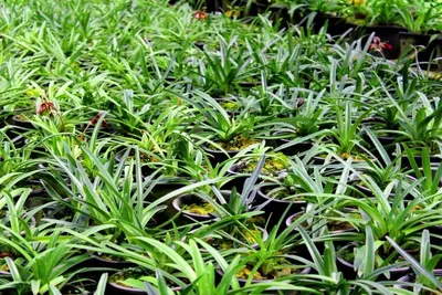 Ophiopogon Kyoto Terrarium Plants