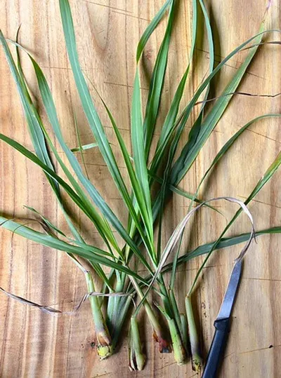 Chlorophytum Pogol Sword Aquatic Plant