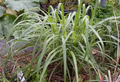 Lemongrass