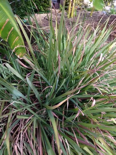 Dracaena massangeana