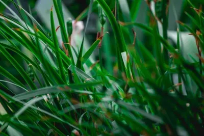 Rhodes Grass