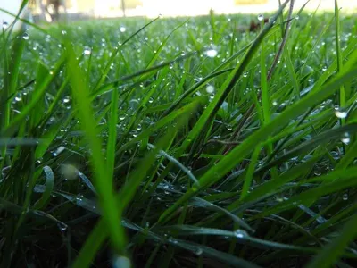 Rhodes Grass