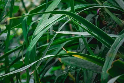 Pandan Leaves