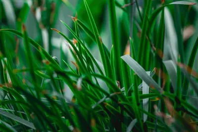 Natural Grass Drinking Straw