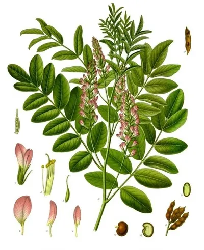 Tulsi Thoothuvalai Extract