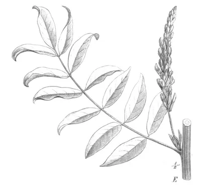 Licorice Root And Extract by Excom Europe LLP