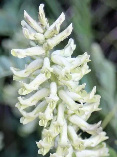 Black cohosh extract