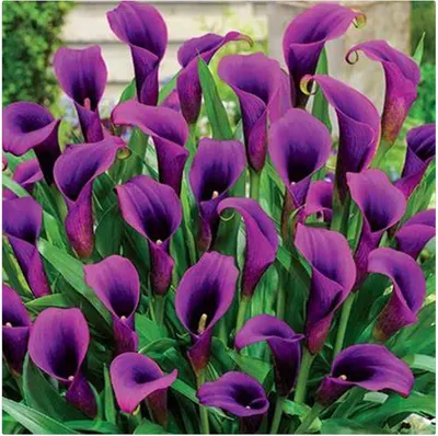 Iris by Vtech Biotron Pvt. Ltd,