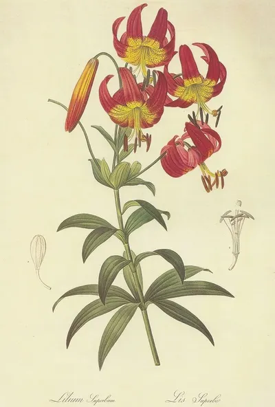 Alstromeria (Alstroemeriaceae) by Ss traders