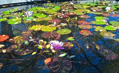 Water lily painting
