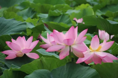 Water lily lantern