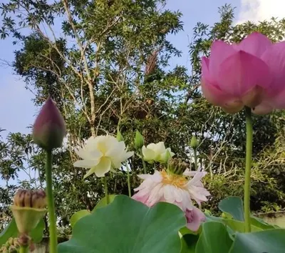 Lotus Border