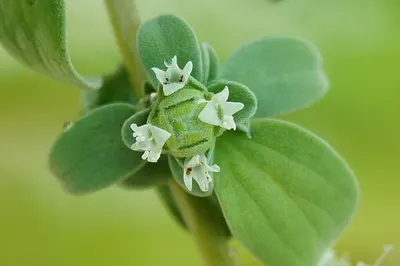 Gracilaria Verrucosa by Nrich Care (pvt) Ltd