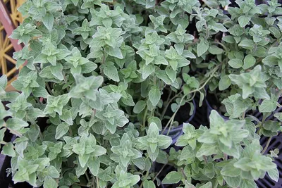 Artifical Ivy Leaf Fence by Jiangsu Green Full Garden Products Co., Ltd.