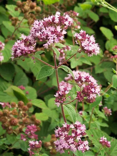 Hydrangea (Macrophylla) by Ss traders