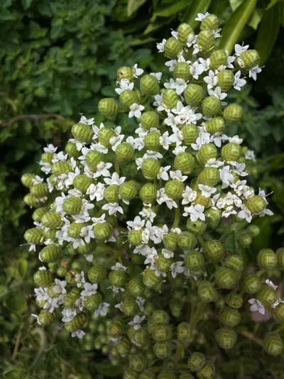 Honey Multiflora flowers