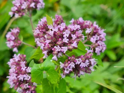 Marjoram by Aljawhara Herbs & Spices