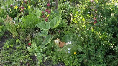 Marjoram by Pure Herbs For Import And Export