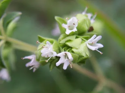 Picralima Nitida - Image 3