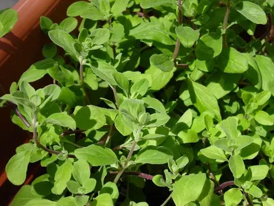 Marjoram by Odorica For Export