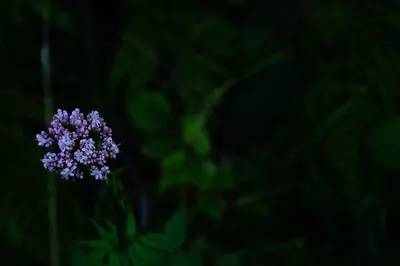 Evening primerose