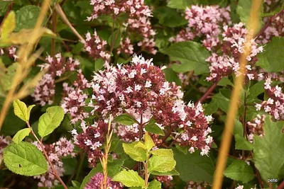 Marjoram by Spice Home Manufacturer