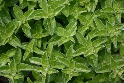 Oregano