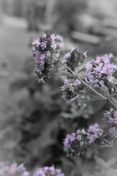 Dried Blue Malva Flowers